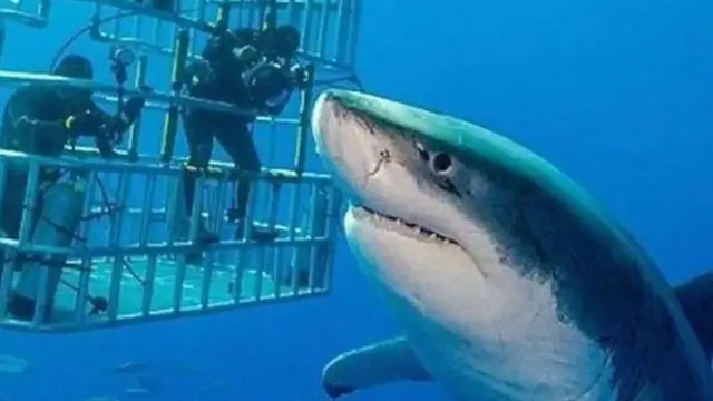 'Video thumbnail for The Biggest Great White Shark Ever Caught On Camera'