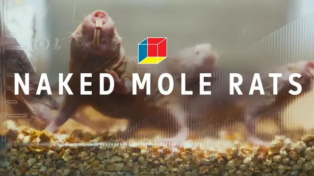 'Video thumbnail for Can mole rats solve autism, epilepsy, and schizophrenia?'