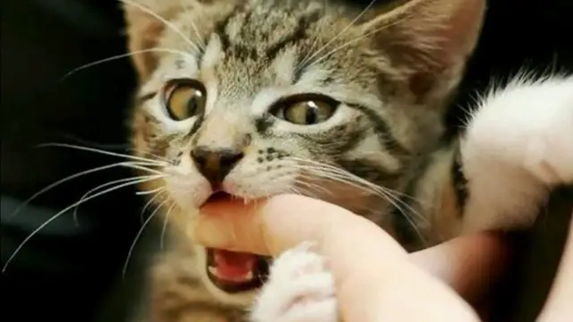 'Video thumbnail for This Is Why Cats Bite You Sometimes When You Pet Them'