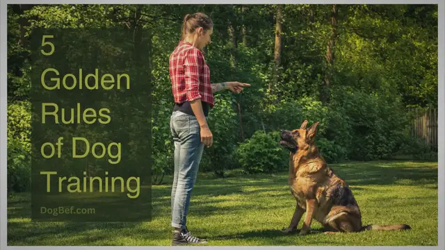'Video thumbnail for 5 Golden Rules of Dog Training for Unleashing Obedience'