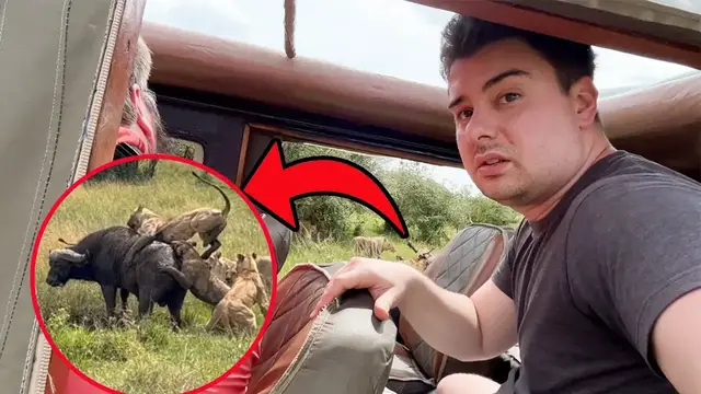 'Video thumbnail for Lions Attack Massive Buffalo Right Next to My Car'