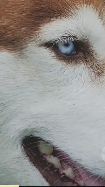 'Video thumbnail for breed all about it (3)'