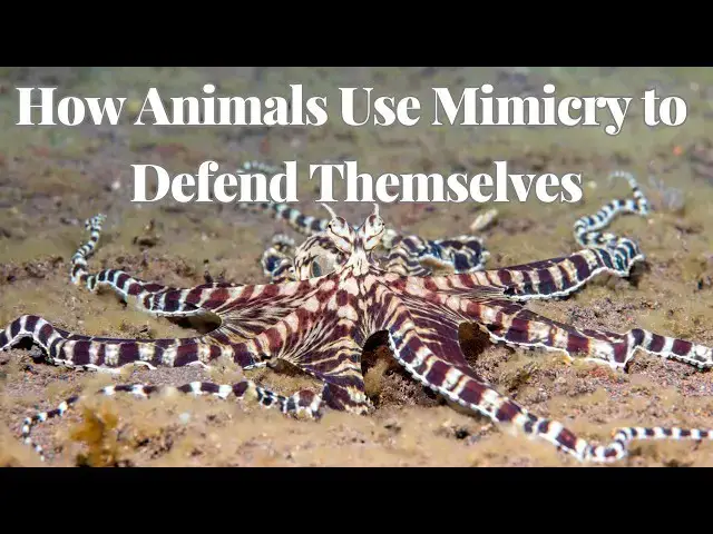 'Video thumbnail for The Art of Deception: How Animals Use Mimicry to Defend Themselves'