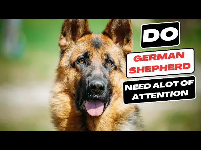 'Video thumbnail for Do German Shepherds Need a Lot of Attention ?'