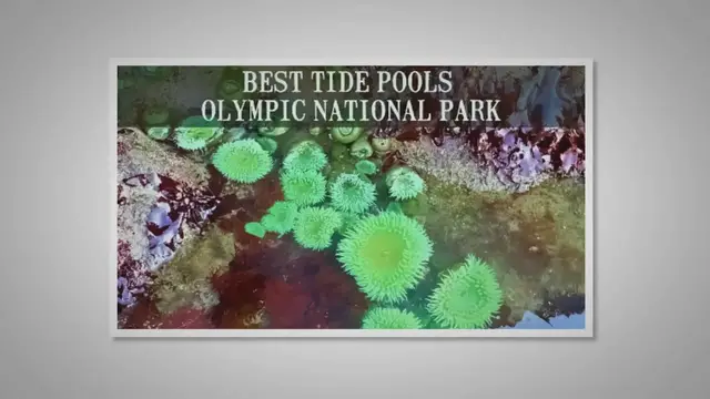 'Video thumbnail for Best Tide Pools in Olympic National Park'