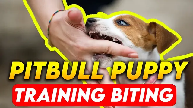 'Video thumbnail for How To Get Puppy To Stop Biting: Practical Methods'