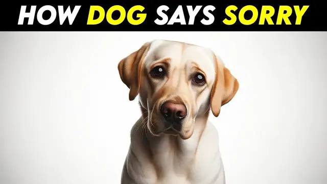 'Video thumbnail for How Dogs Apologize | Understanding Canine Apologies | Pets Guide'