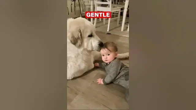'Video thumbnail for Great Pyrenees: Don't Be Fooled by Their Size!'