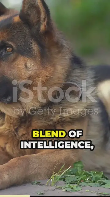 'Video thumbnail for the endearing traits of gerberian shepskies'