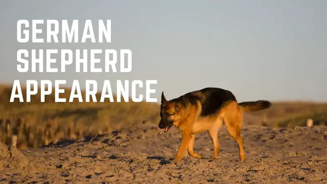 'Video thumbnail for German shepherds Appearance'