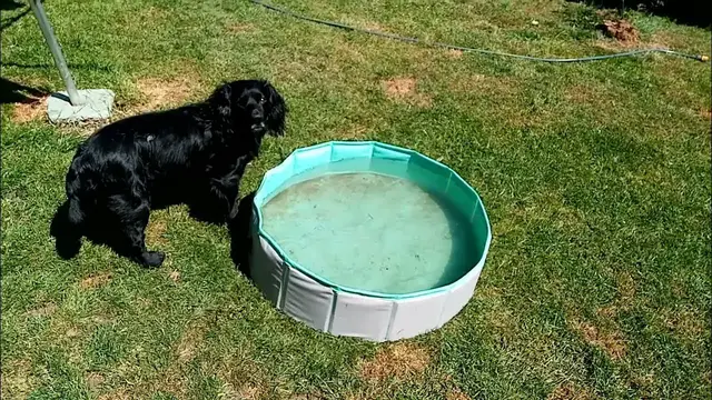 'Video thumbnail for Keeping the dogs cool on a hot day'