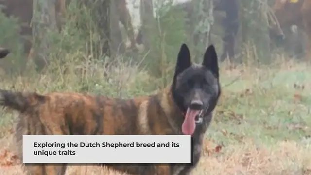 'Video thumbnail for Understanding Dutch Shepherd Health: Common Issues and Care Tips'