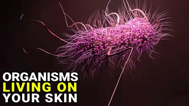 'Video thumbnail for 10 Organisms That Are On You Right Now'