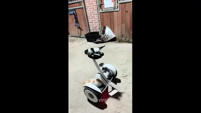 'Video thumbnail for VV4991 Three kittens riding a children's balance bike with surprising skill.'