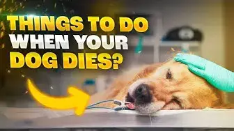 'Video thumbnail for Things To Do When Your Dog Dies | 5 Ways To Tribute Them'