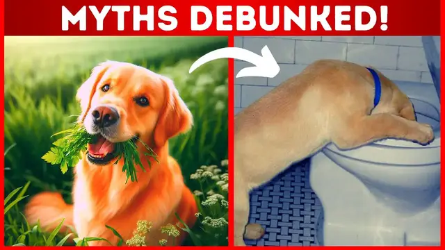 'Video thumbnail for Myths and Truths about Dogs: From Snuggling Myths to Training Lies | Pets Guide'