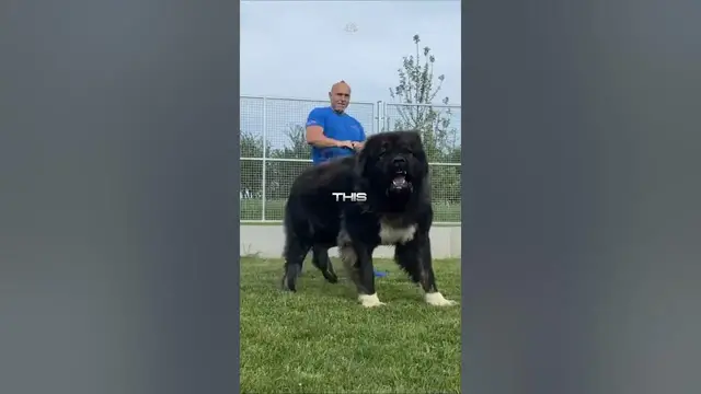 'Video thumbnail for 3 Dog Breeds Built To Protect You! (Even Grizzly Encounters) #guarddog'