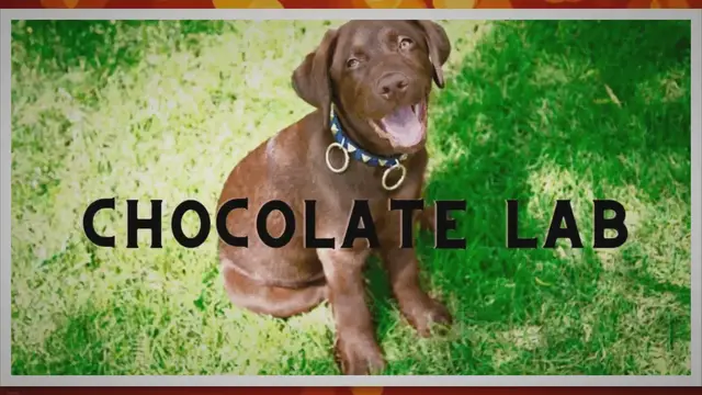 'Video thumbnail for Chocolate Lab Guide: Everything About Choco Color Lab'