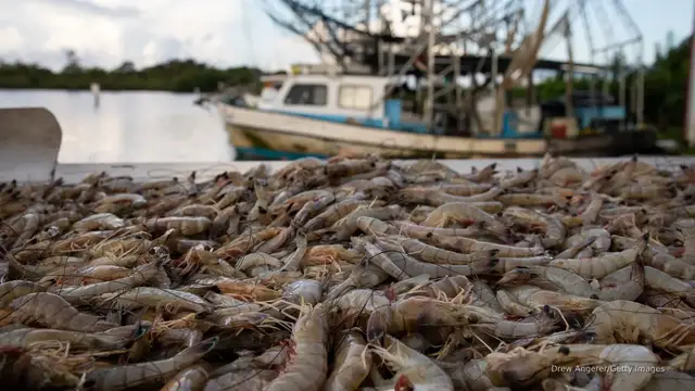 'Video thumbnail for American shrimpers find a lifeline with tariffs'