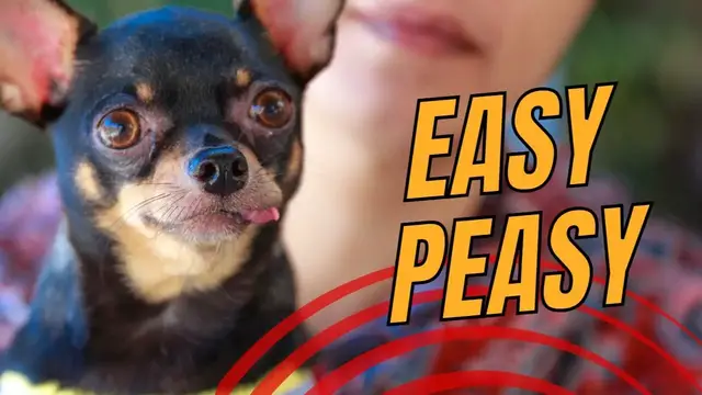 'Video thumbnail for Top 7 Low Maintenance Small Dog Breeds - The Best Choices for Novice Dog Owners'