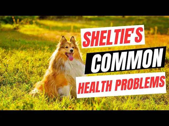 'Video thumbnail for Sheltie's Common Health Problems'