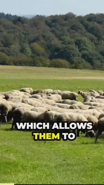 'Video thumbnail for the secrets of german shepherd herding'