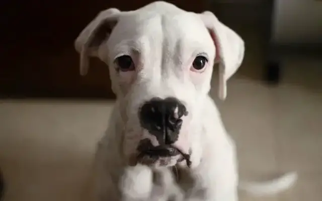 'Video thumbnail for Mexican Dog Names: 500+ Stunning Ideas with Meanings'