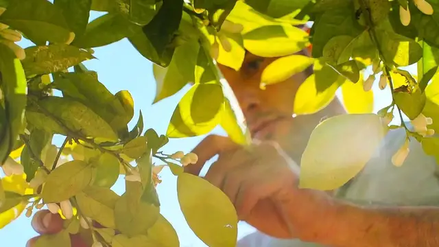 'Video thumbnail for Orange Blossoms: Reviving A Family Tradition In Liguria, Italy'
