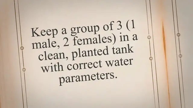 'Video thumbnail for How to Breed Pea Puffers'