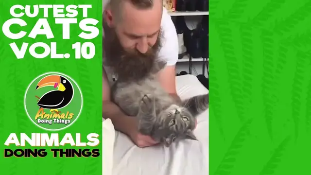 'Video thumbnail for Funny Cats Vol. 10 | Animals Doing Things'