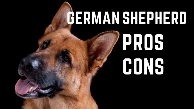 'Video thumbnail for German Shepherd Pros and Cons'