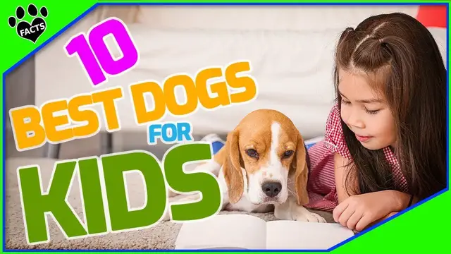 'Video thumbnail for Top 10 Kid-Friendly Dog Breeds: Find Your Perfect Family Companion'