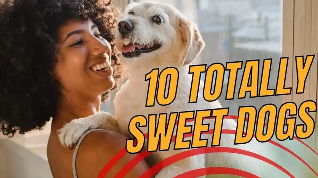 'Video thumbnail for Top 10 Most Affectionate Dog Breeds That Will Steal Your Heart'