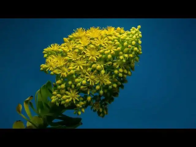 'Video thumbnail for Blooming flowers'