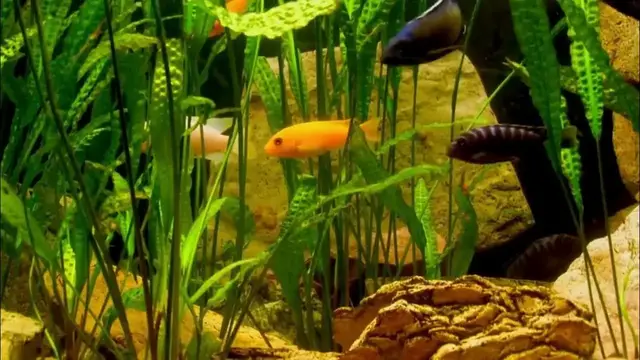 'Video thumbnail for Whats the Best Lighting for Planted Tanks - ASMR Style #aquarium #aquariumfish'