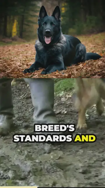 'Video thumbnail for breed all about it gsd blues'