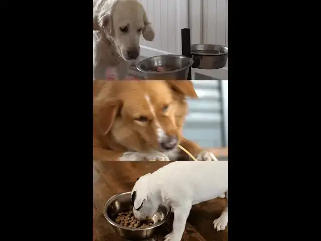 'Video thumbnail for Missing These 6 Nutrients Put Your Dog's Health At Risk'