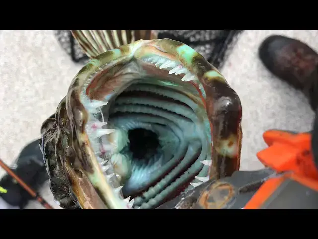 'Video thumbnail for Port Hardy Fishing'