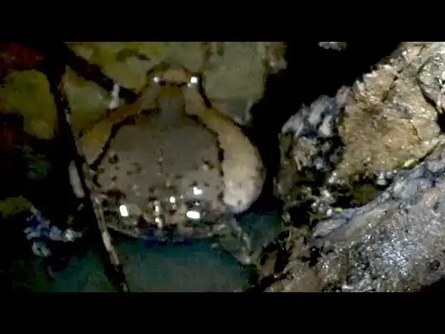 'Video thumbnail for Frog crying to other frog after rain'