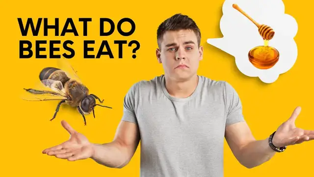 'Video thumbnail for What do bees eat? | Honeybee Hobbyist'