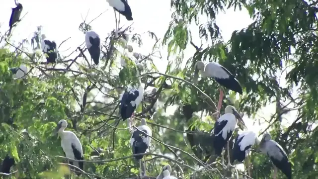 'Video thumbnail for Everning all bird com back here for sleep on nest'