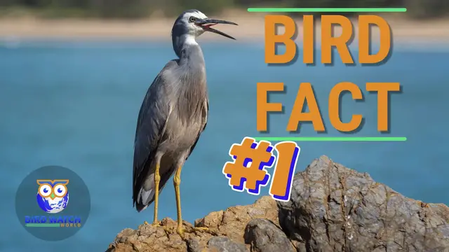 'Video thumbnail for Why Do Birds Hold Their Beaks Open? - Learn Why'