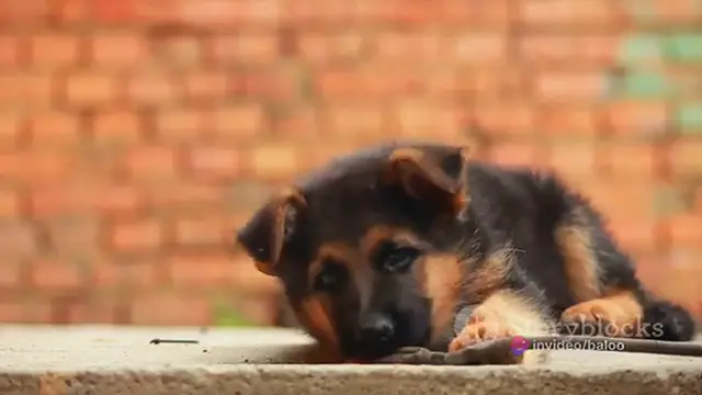 'Video thumbnail for The Ultimate German Shepherd Puppy Guide 2024'