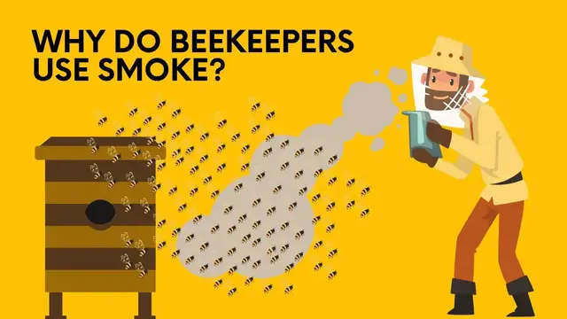 'Video thumbnail for Why Do Beekeepers Use Smoke? | Honeybee Hobbyist'