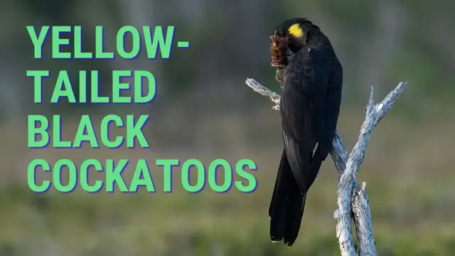 'Video thumbnail for Australian Birds - Yellow-tailed Black Cockatoos Feeding in the Australian Bush'