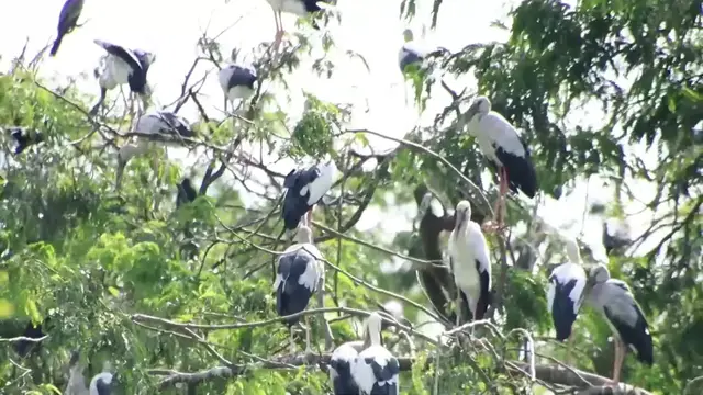 'Video thumbnail for Area bird live here & Everning bird sleep here'