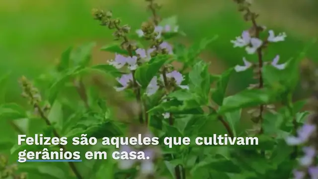 'Video thumbnail for O segredo para ter lindos gerânios: esses pequenos detalhes fazem toda a diferença'