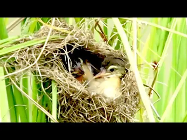 'Video thumbnail for The Momie's Cuckoo bir,  Mother wild bird catch food'