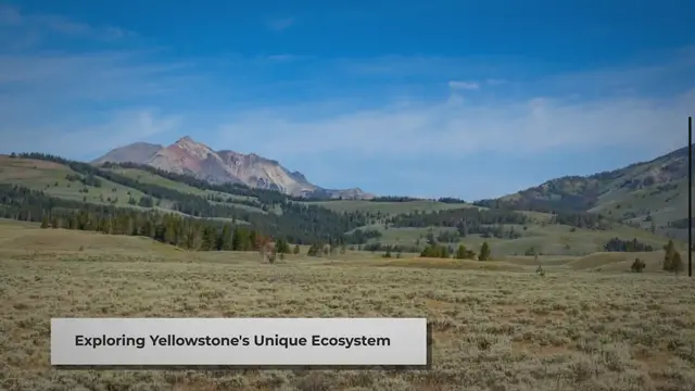 'Video thumbnail for Yellowstone's Flora: The Hidden Heroes of America's First National Park'