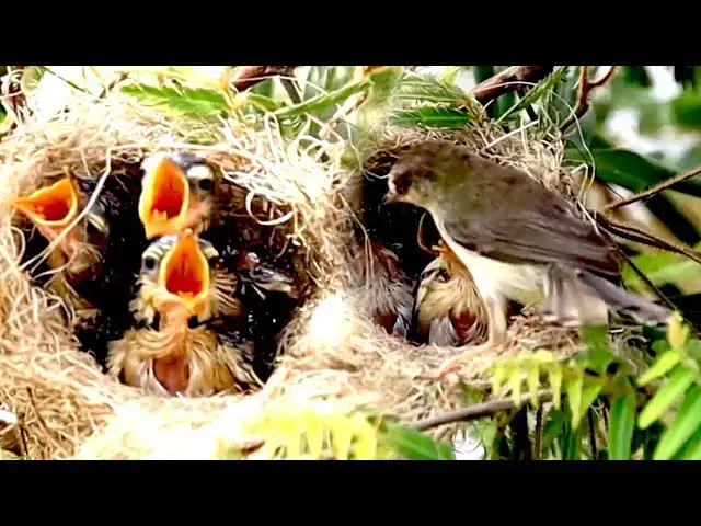 'Video thumbnail for Babie crie to feed | babie bird eat food to care Momie bird'